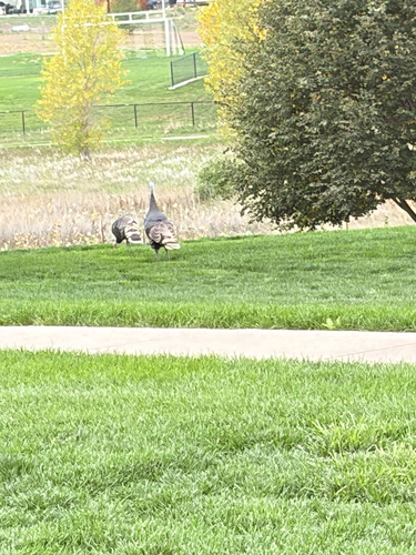 Wild Turkey