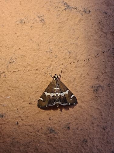 Hawaiian Beet Webworm Moth