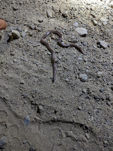 iNaturalist observation photo of Common Sharp-tailed Snake