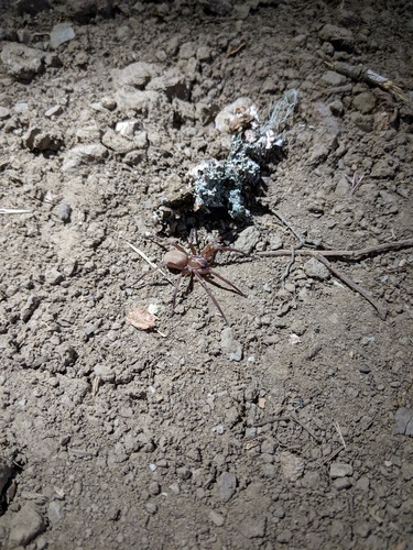 iNaturalist observation photo of Rocky Canyon Spiders