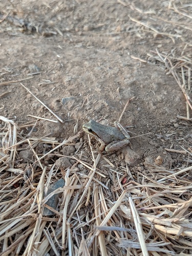 iNaturalist observation photo of Pacific chorus frog