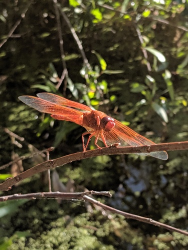 iNaturalist observation photo of Flame Skimmer