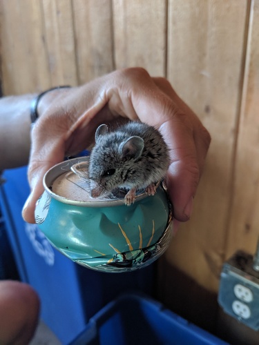 iNaturalist observation photo of North American Mice and Rats