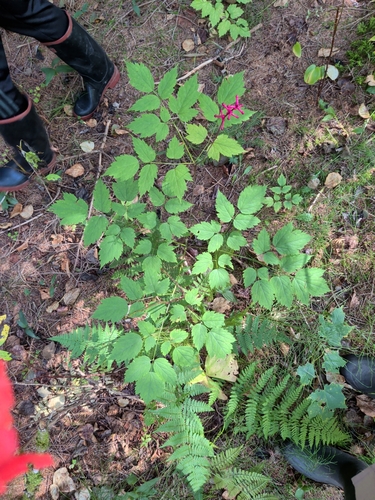 white baneberry