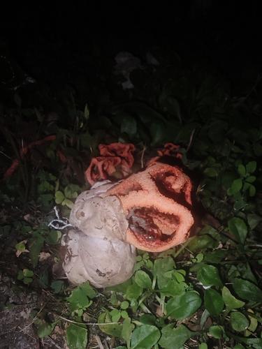 red-cage fungus