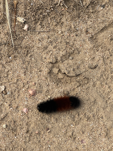 Isabella Tiger Moth