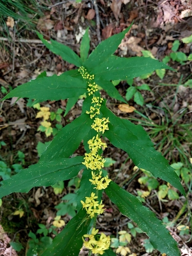 bluestem goldenrod