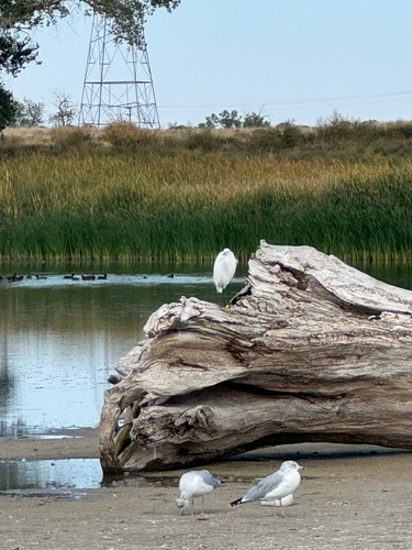 Snowy Egret