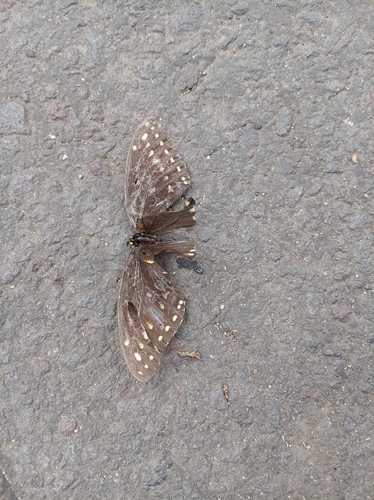 Eastern Black Swallowtail