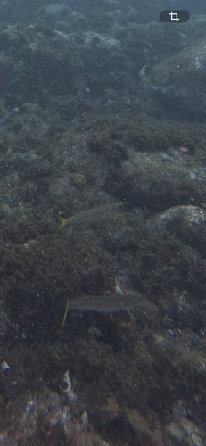 Yellowmouth Barracuda