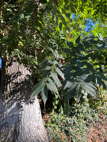 European ash