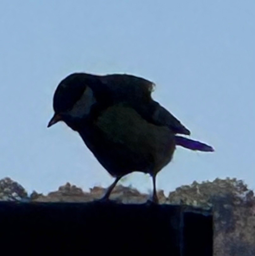 Great Tit