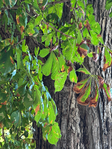 horse-chestnut
