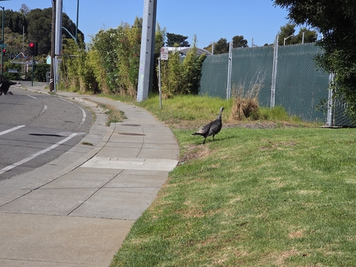 Wild Turkey