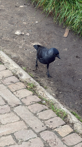 Eurasian Jackdaw
