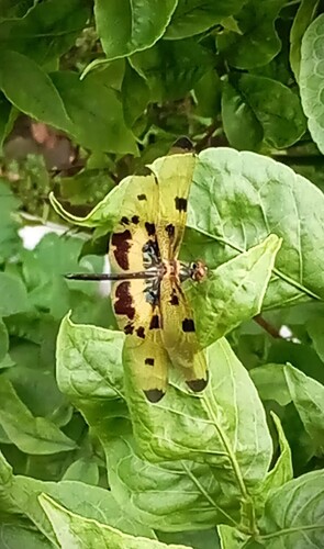 Common Picture Wing