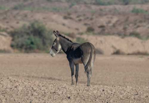 Donkey