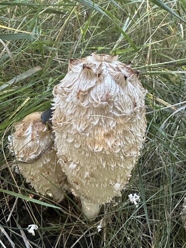 Shaggy Mane