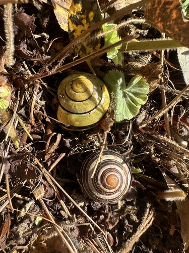 Brown-lipped Snail
