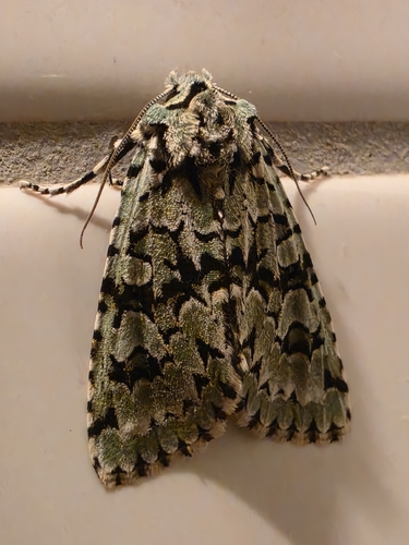 Merveille du Jour
