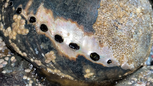 Black Abalone