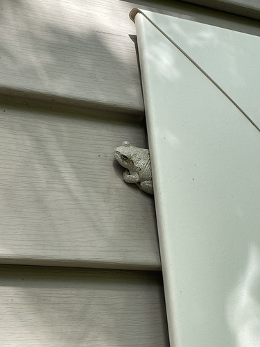 Cope's Gray Tree Frog