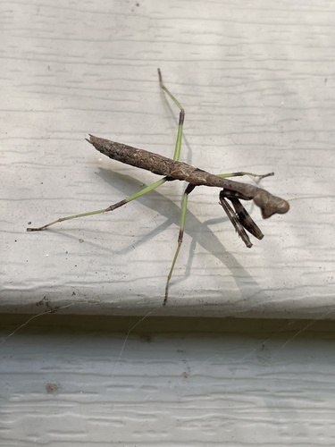 Carolina Mantis