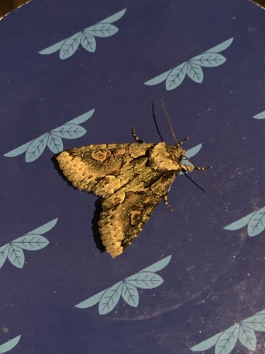 Green-brindled Crescent