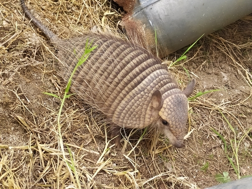 Screaming Hairy Armadillo