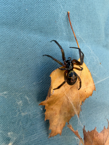 Noble False Widow