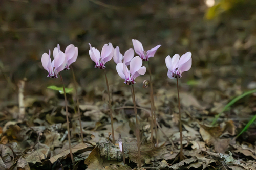 Ivy-leaved cyclamen