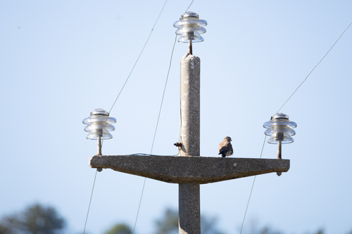 Eurasian Kestrel