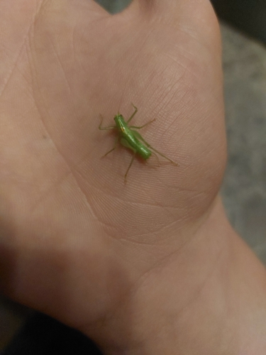 Southern Oak Bush-cricket