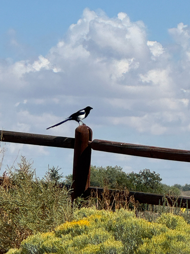 Black-billed Magpie