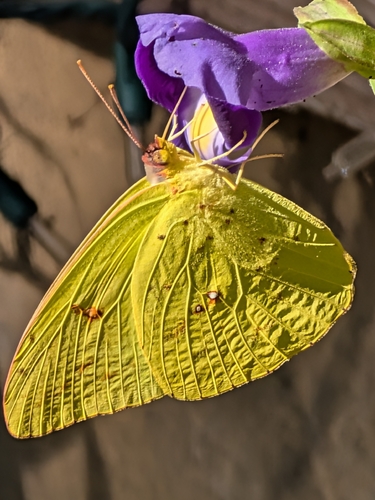 Cloudless Sulphur