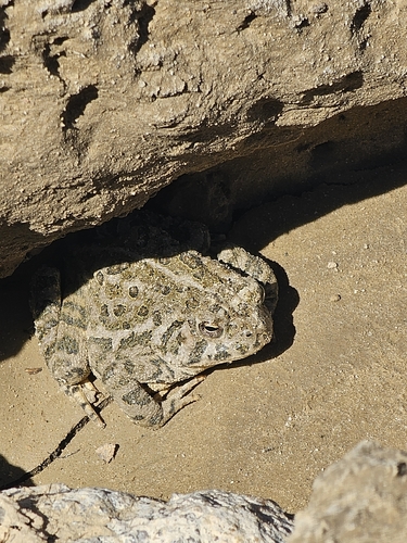 Woodhouse's Toad