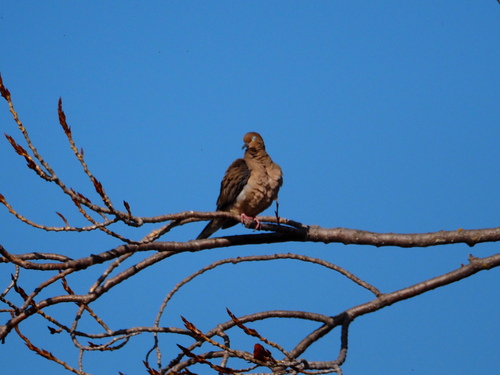 Mourning Dove