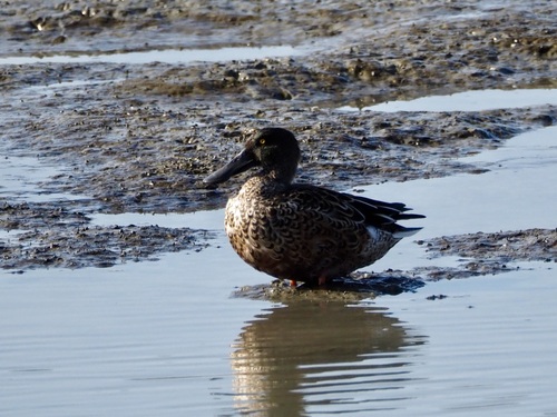 Northern Shoveler