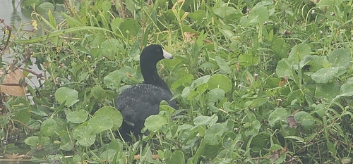 American Coot