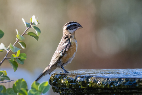 Black-headed Grosbeak