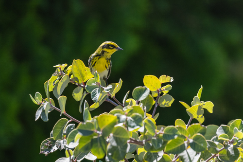 Townsend's Warbler