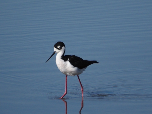 Black-necked Stilt