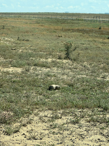 Black-tailed Prairie Dog