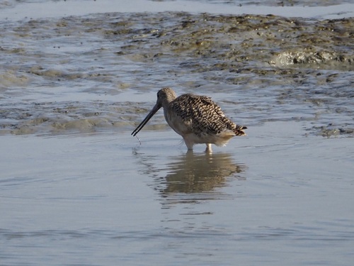 Marbled Godwit