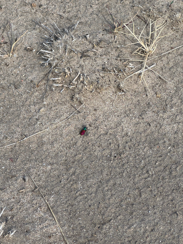 Festive Tiger Beetle