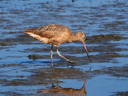 Marbled Godwit