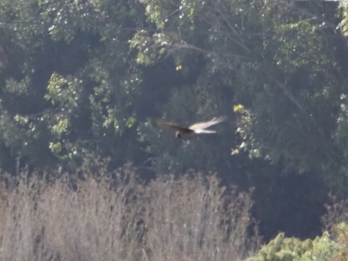 Northern Harrier