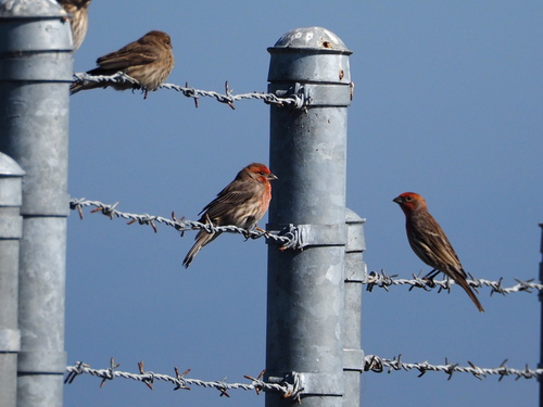 House Finch