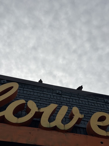 Feral Pigeon