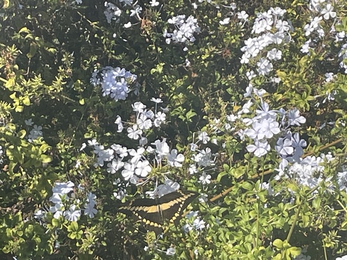 Western Giant Swallowtail